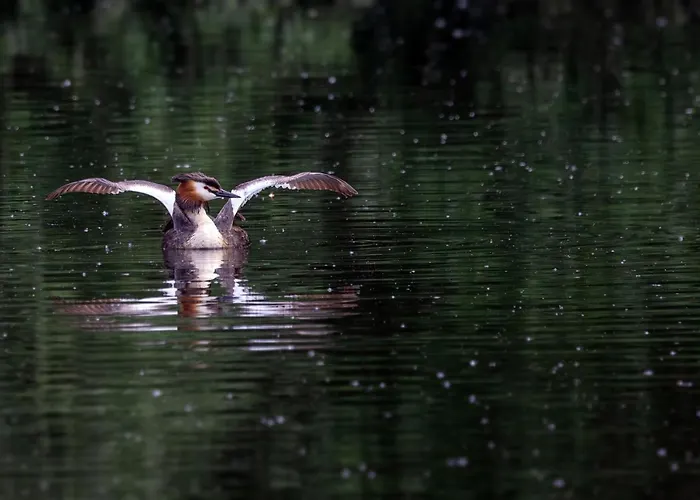 Lejlighed Peulenstraat 224 Hardinxveld-Giessendam